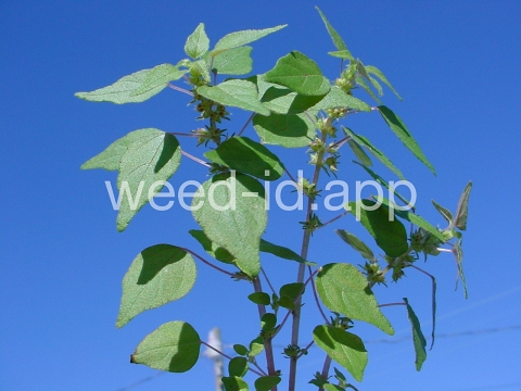 pellitory, Florida